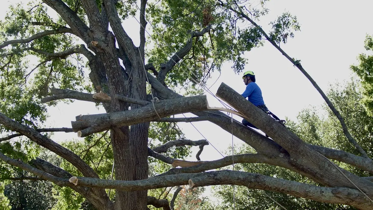 Professional Crown Thinning performed by certified arborists in Vinita