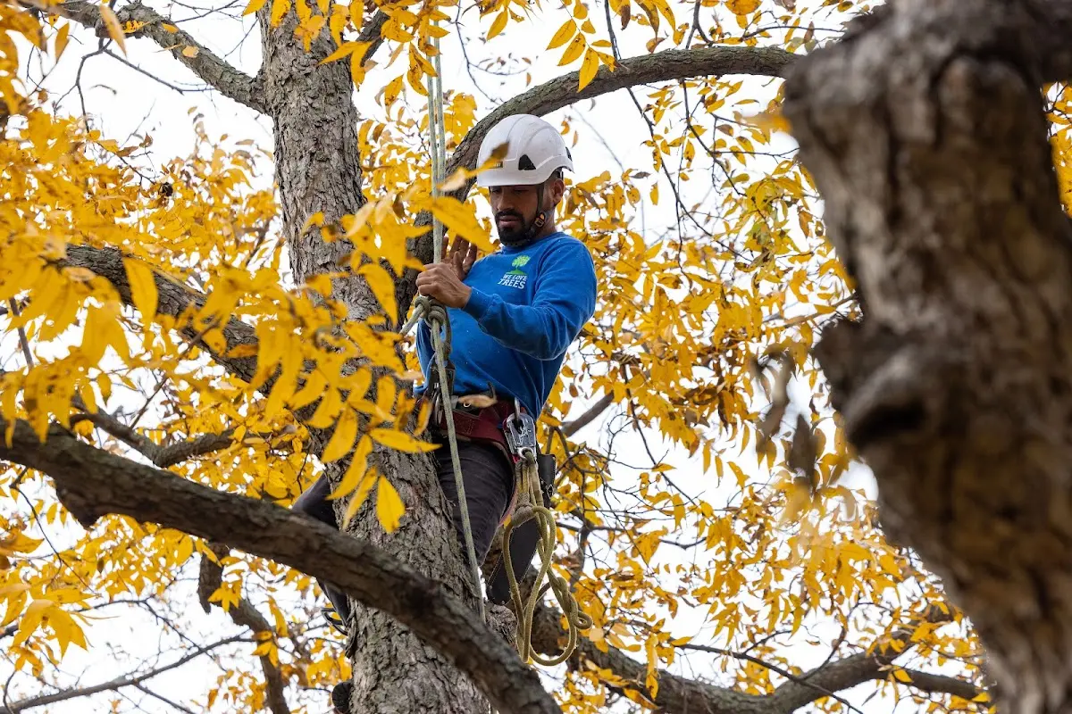 Skilled Tree Planting crew working in Vinita